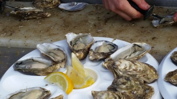 Whitstable Oyster