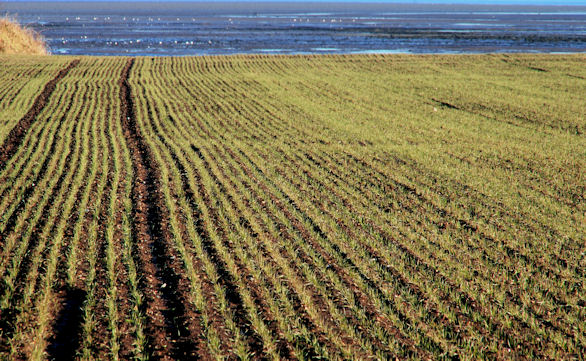 New Season Comber Potatoes