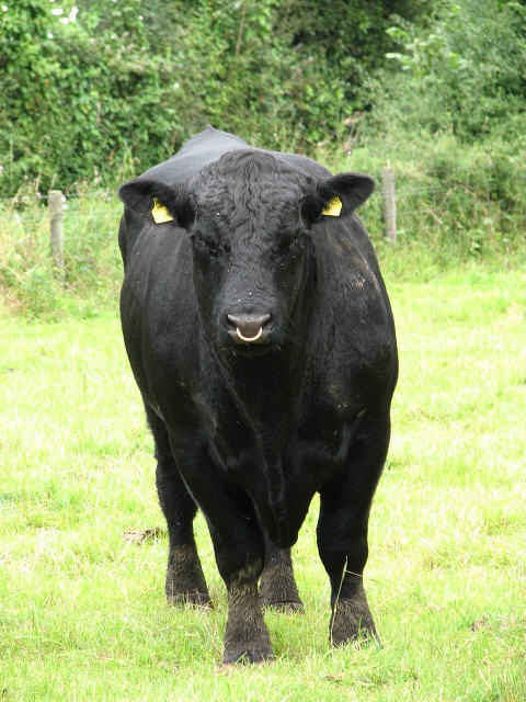 Aberdeen angus