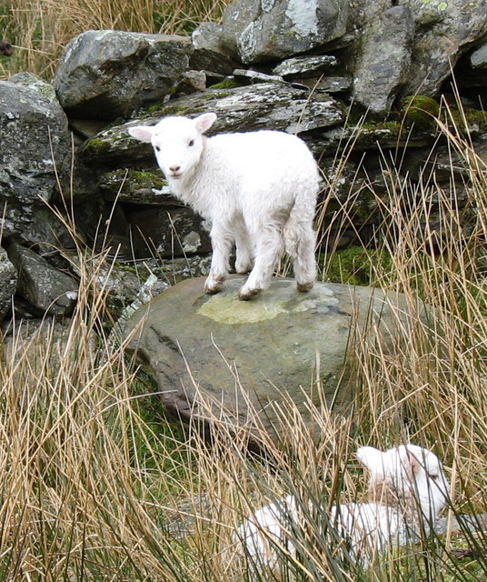 Welsh Lamb