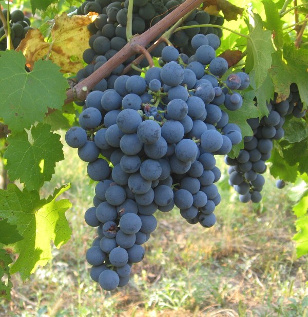 Carménère