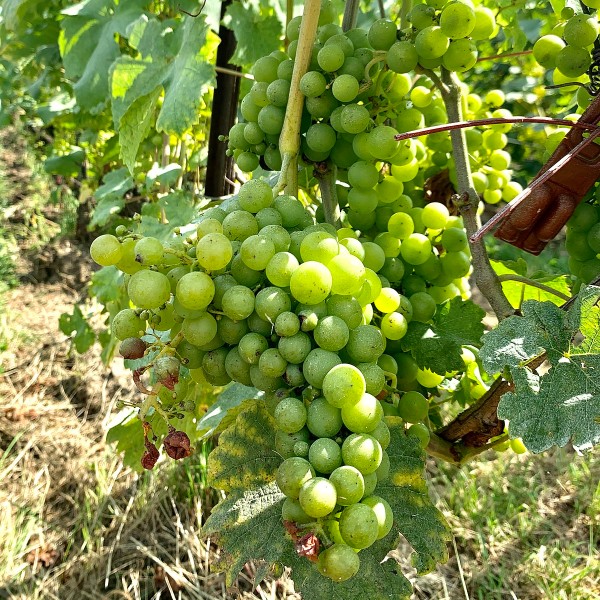 Chasselas