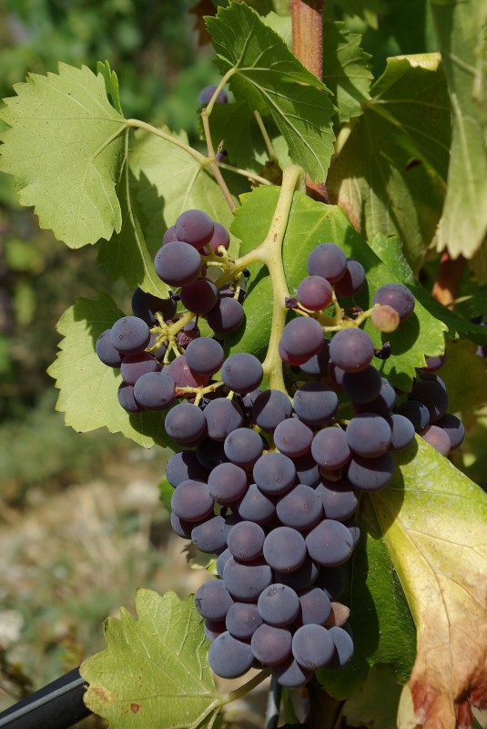 Grenache