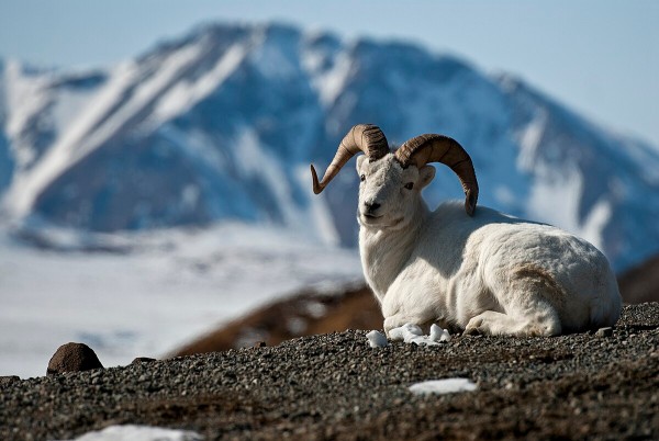 Dall sheep