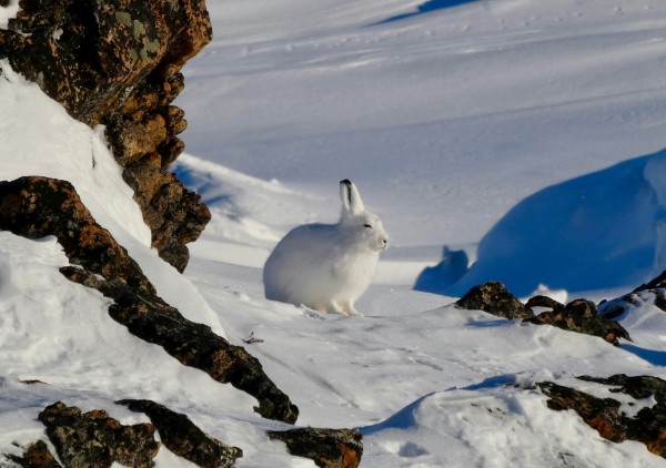 Arctic hare