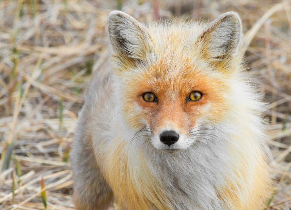 Fox