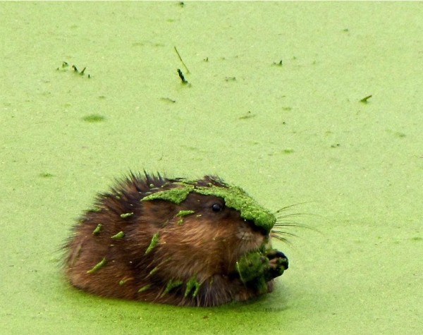 Muskrat