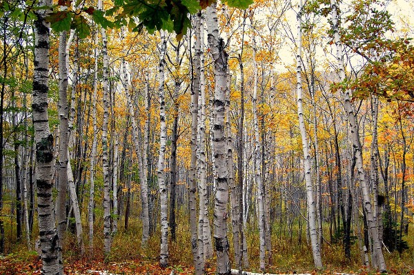 Birch tree bark