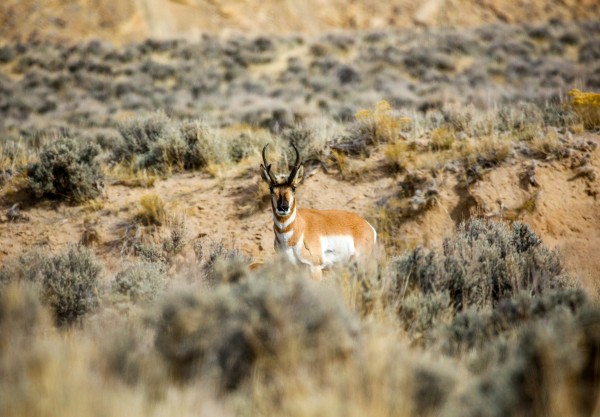 Pronghorn