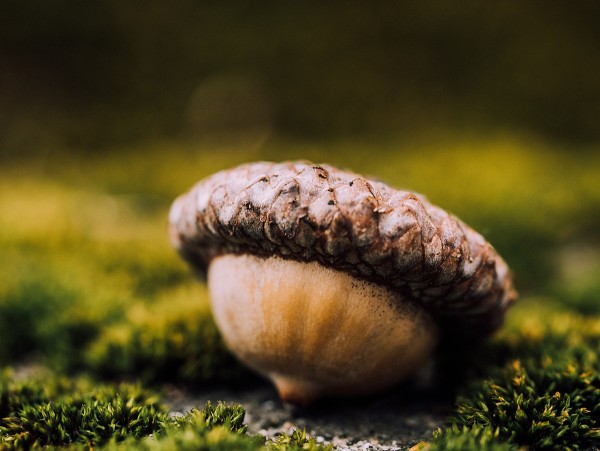 Acorn