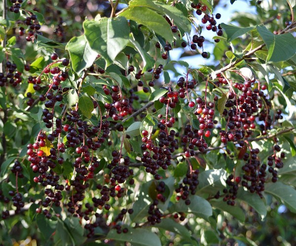 Chokecherry