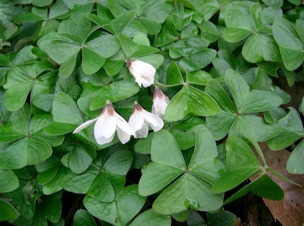 Wood sorrel greens