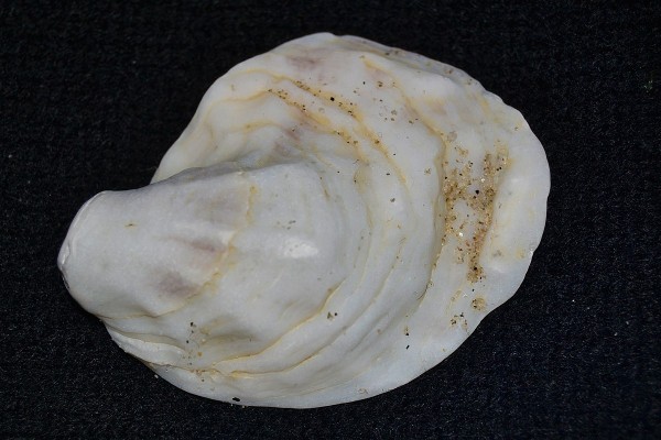 Blue Point oyster