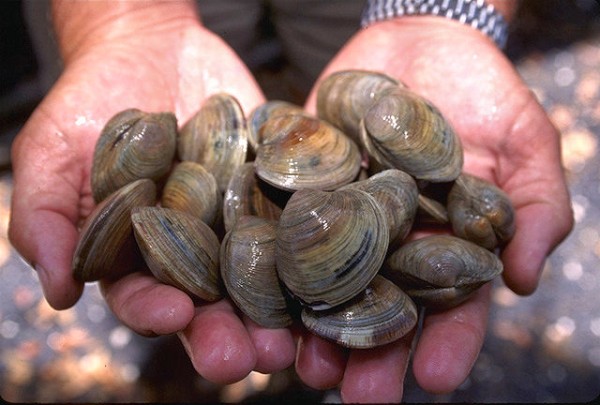 Quahog clam