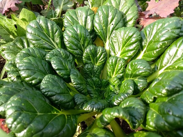 Broccoli rabe