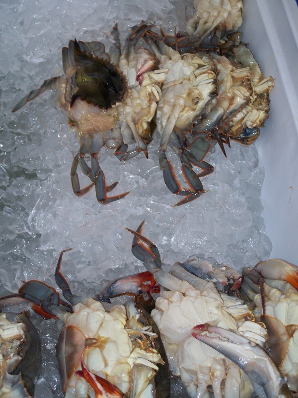 Soft shell crabs