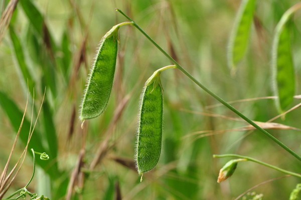 Field peas