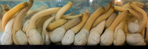 Pacific geoduck