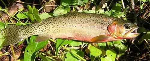 Westslope cutthroat trout