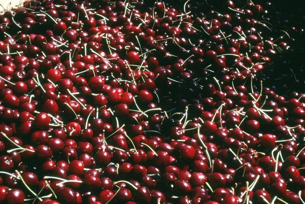 Flathead cherries