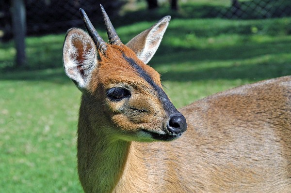 Duiker