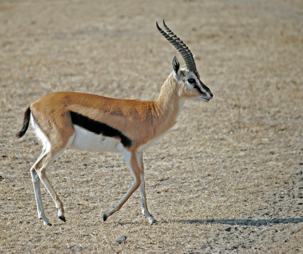 Gazelle